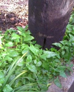 Warrigal greens, Myrtle St - anyone's for the picking and eating