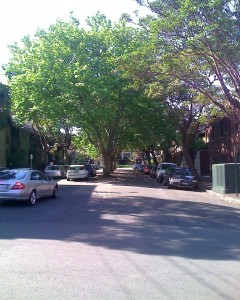 A beautiful tree centred street, Surry Hills