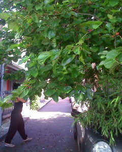 Mulberry tree and fruit, Surry Hills