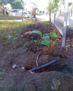 Irrigation pipes and comfrey