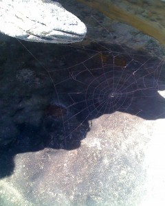 Spiderweb with water views