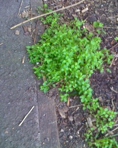 Chickweed, Myrtle Street