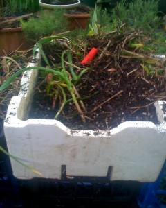 Bob dug up The Chook Whisperer's Garlic