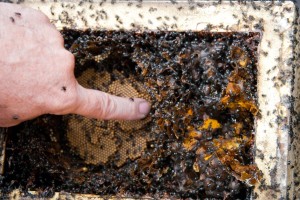 Close up egg nest with hand and queen bee egg