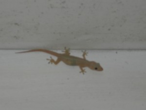 Ghecco - feral Asian lizard in Sydney home