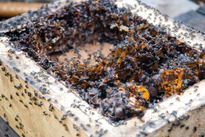 Hive, bees, eggs, resin . . . wow