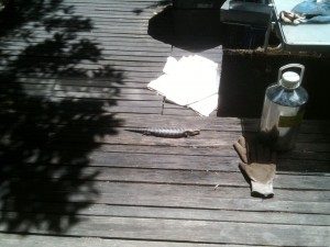 Blue tongue lizard on back deck today