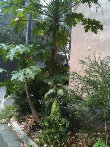 Paw Paw tree with fruit ready for harvesting