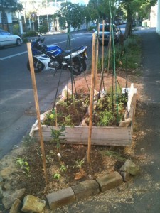 New lime and pomegranate trees, new raised bed garden