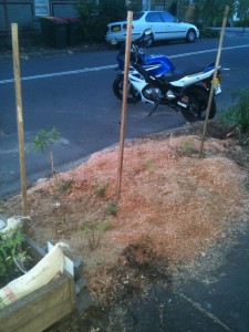 Mulch from reused sawdust from local craft workshop + coffee husks