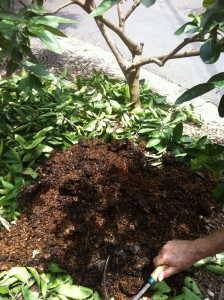 Compost before being spread over the fruit tree prunings
