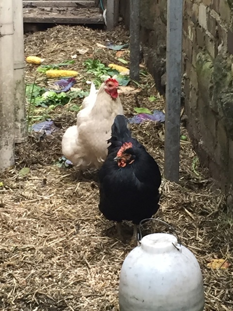 Pesky in the background, Feisty in the foreground.  Confined to the far end of the chook run outside the kitchen, they were quite sceptical about  the workmanship (who was this new guy with power tools for chooks' sake?), and the design?
