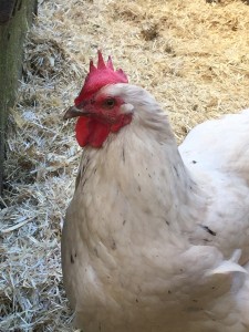 My chook, Pesky, looking for a star to steer by