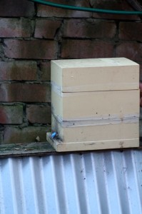 Native Stingless Bee Hive before the split