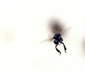Native Stinglees Bee in flight at Asylum Centre; notice tiny sacs on back legs to carry honey:  photo Jessica Perrini