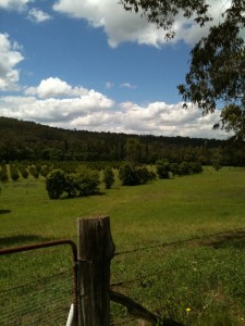 Orchard with Hawkesbury river beyond