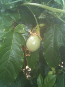 Passion fruit, Myrtle St road garden