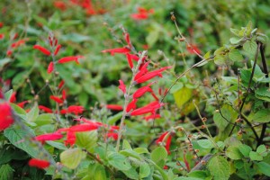 Salvia flower (pineapple sage) - attracts small birds, boosts soil