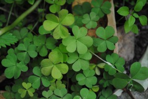 Wood sorrel (oxalis) - a road 'weed' that graces famous restaurant dishes